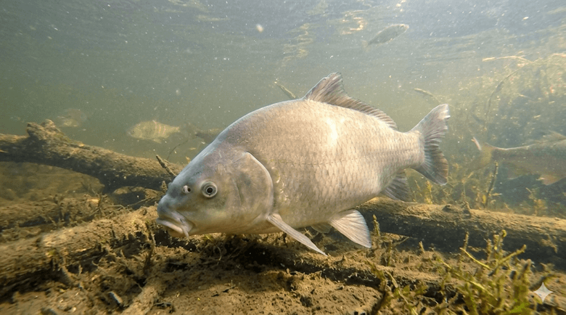 Smallmouth Buffalo